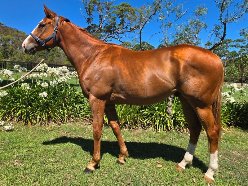 Beautiful chestnut 3yo gelding retired unraced