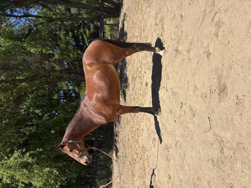 CF Freestyle x Chacco Blue gelding 