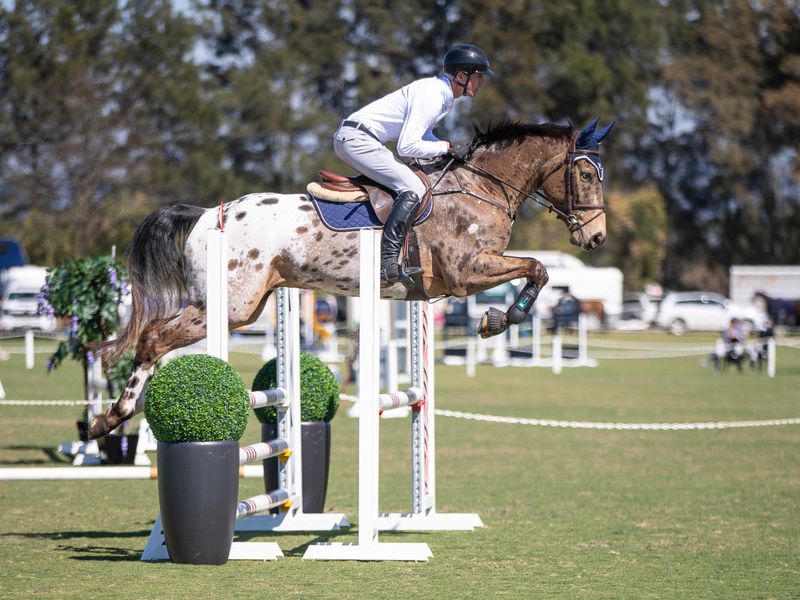 4yo Warmblood Gelding