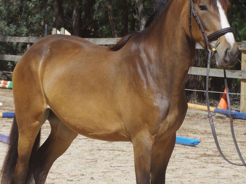 Gorgeous Cyldie X Stock horse filly