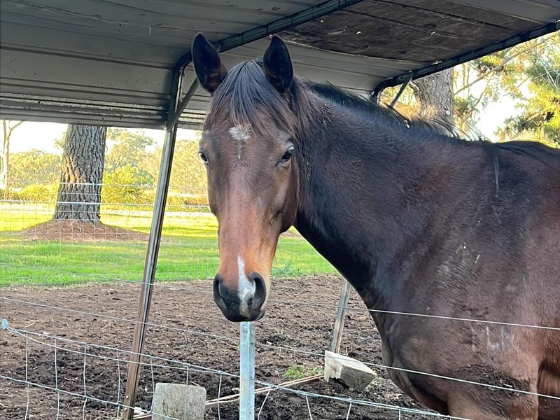 Unbroken amazing ottb gelding