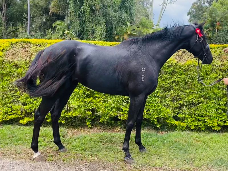 Top quality OTT black mare 