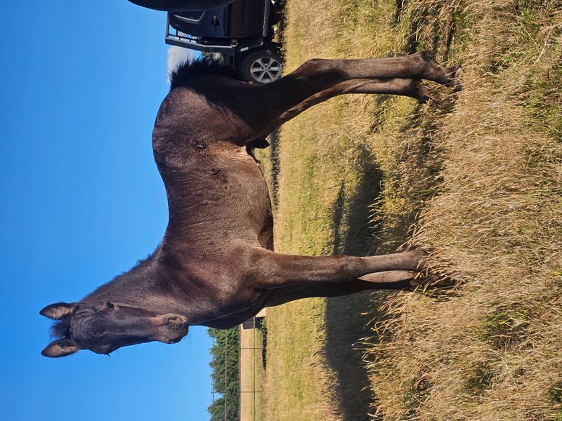 D’Jarro CN of Enara — Modern Pure Friesian Colt