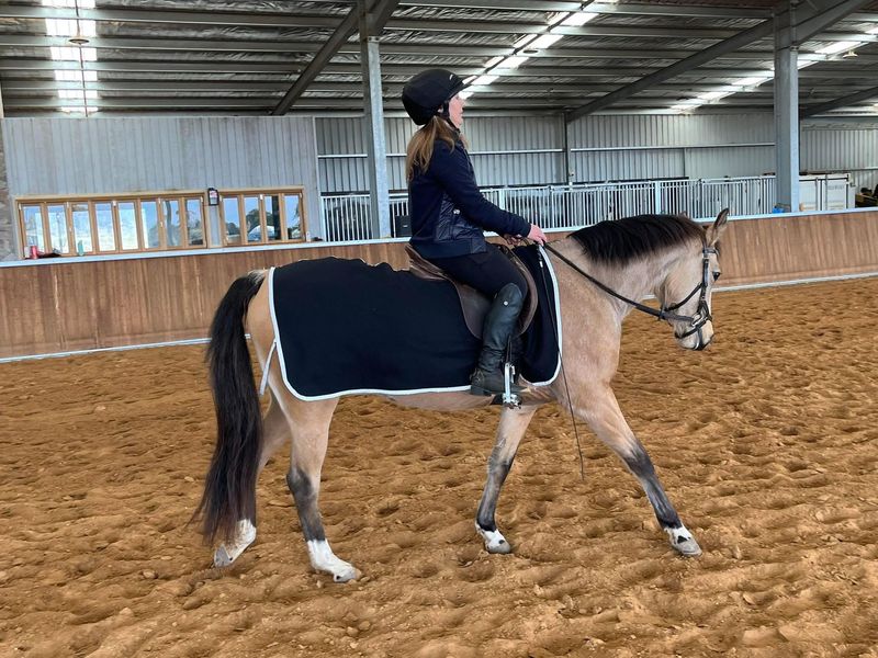 Registered Riding Pony Mare