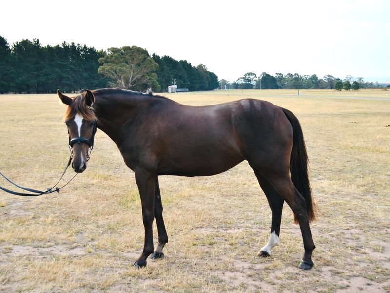 Stunning Performance Prospect