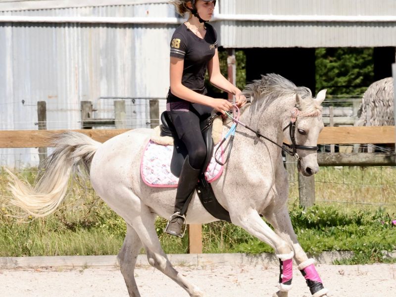 Welsh X RP Gelding – 2nd Pony / Lead-Line