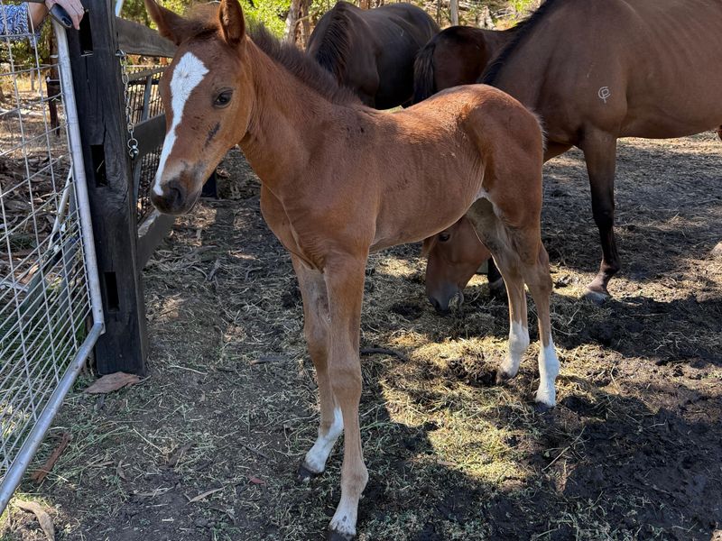 Stunning WBxTB weanling filly