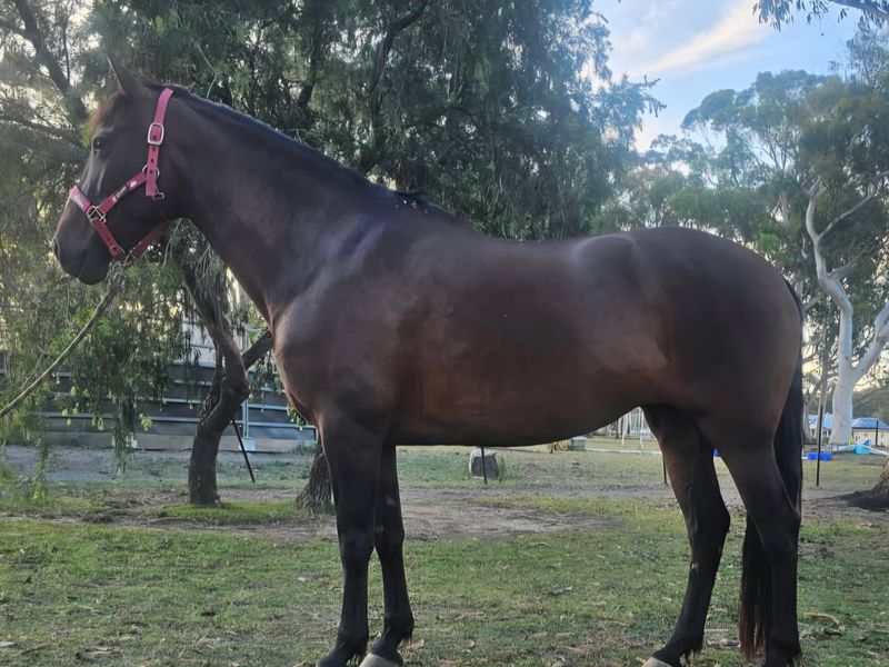 Beautiful Andalusian Mare