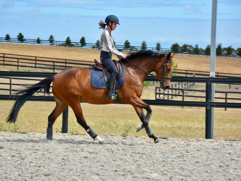 Serious Eventing/Showjumping Prospect