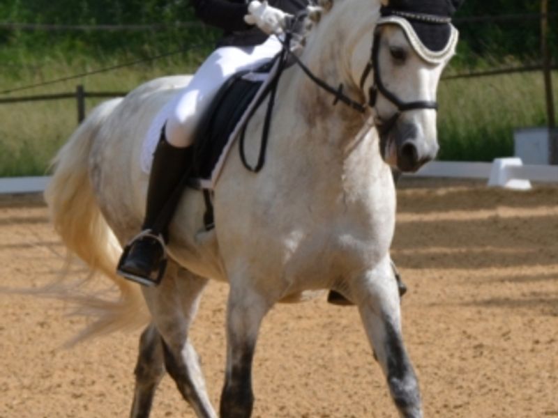 Elegant Welsh Dressage Pony ready to Shine
