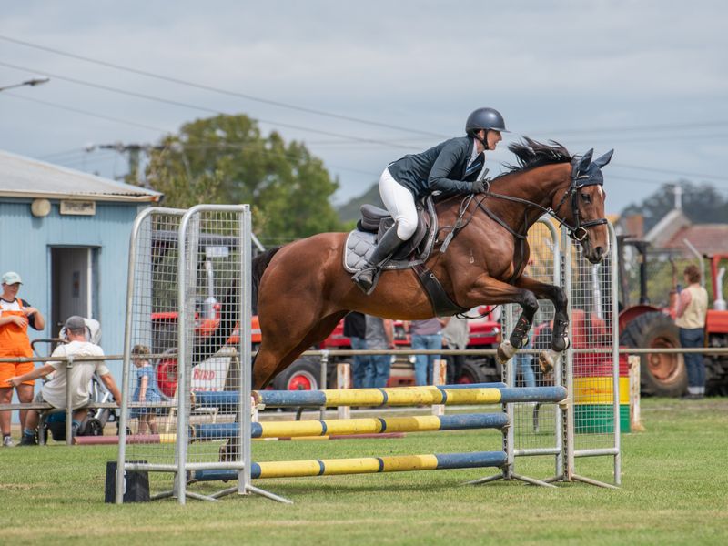 7yo Bay Thoroughbred Mare – Approx. 16.1hh