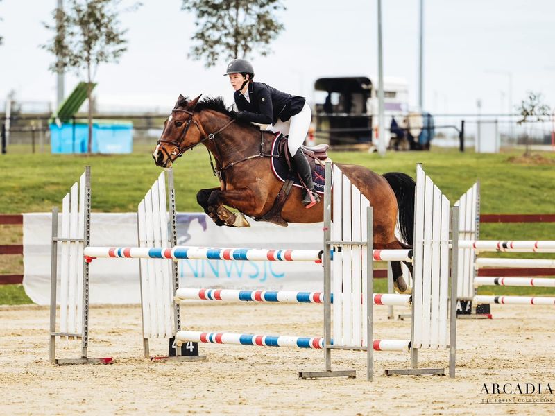 Brave warmblood cross mare