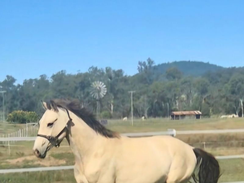 Warmblood Gelding 