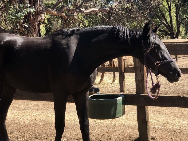 Sezuan/ St Moritz granddaughter.