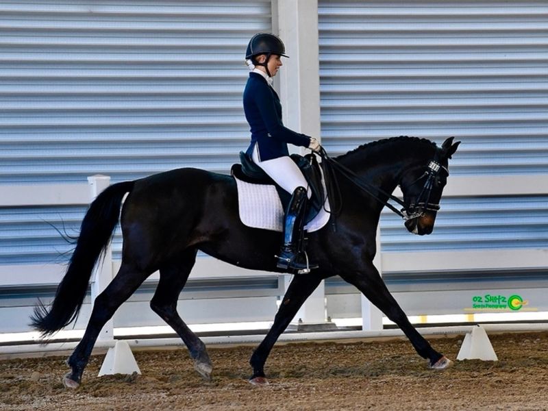 Exceptional warmblood mare 