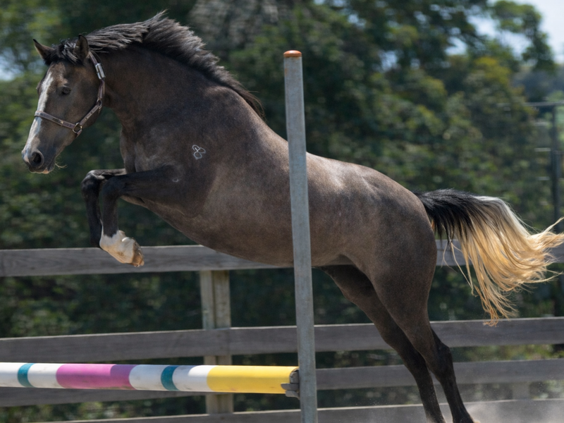 Catch HV x Calgary GNZ filly