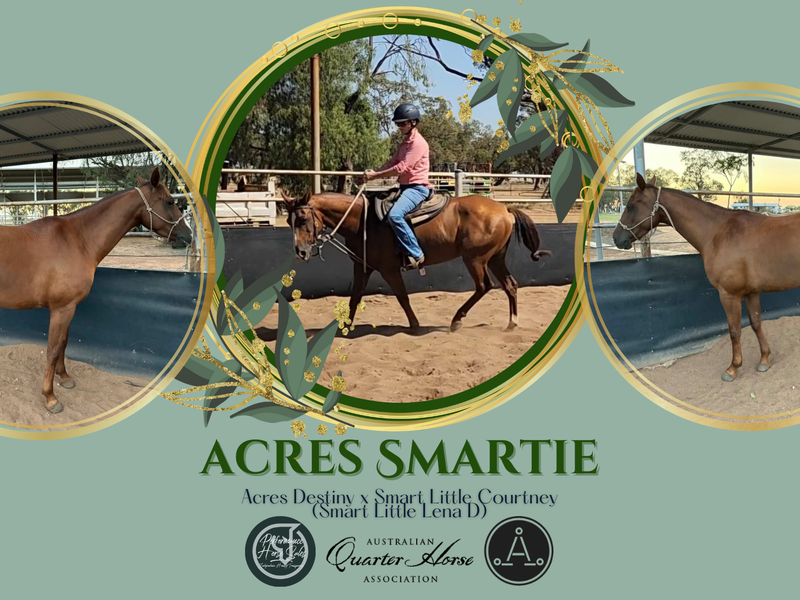 Acres Smartie - started gelding by Acres Destiny