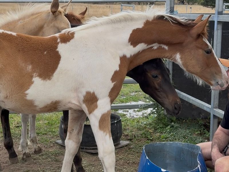 Beautiful Clydesdale x paint 
