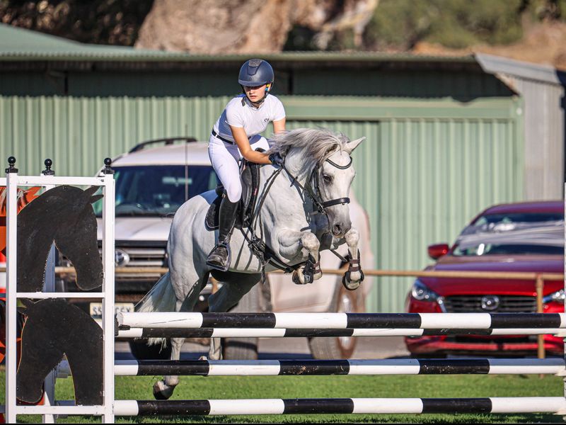 Talented Dressage or Showjumping Performance pony