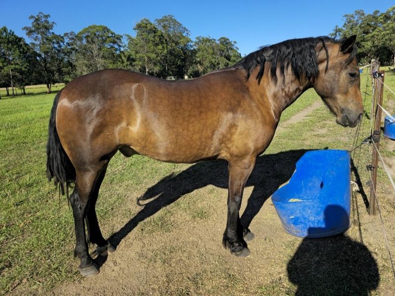 Stunning welsh cob