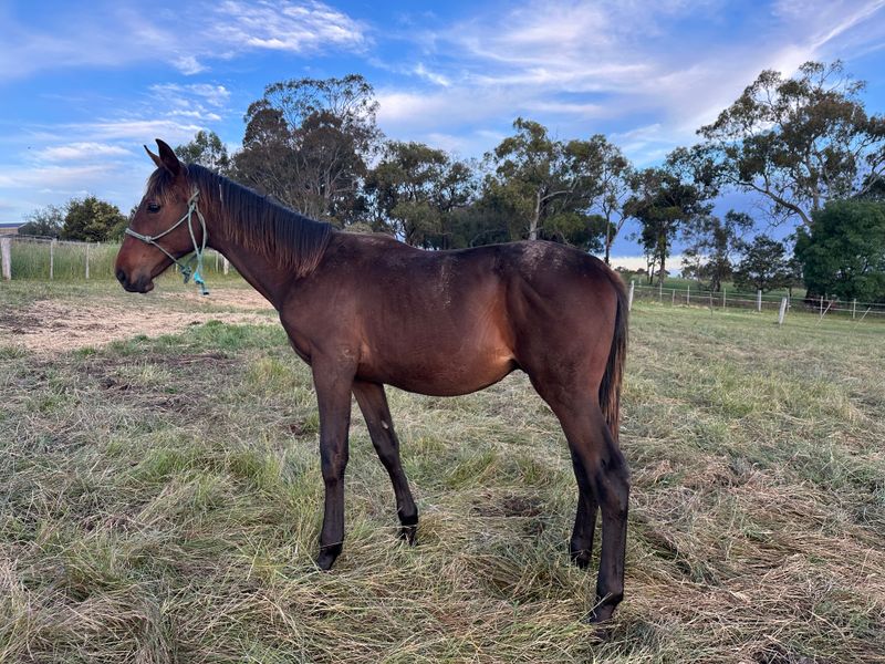 Showjumping bred Colt *Reduced*