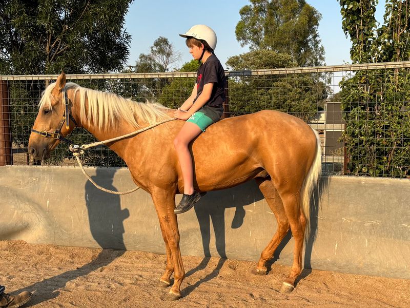 2yr old stock horse 