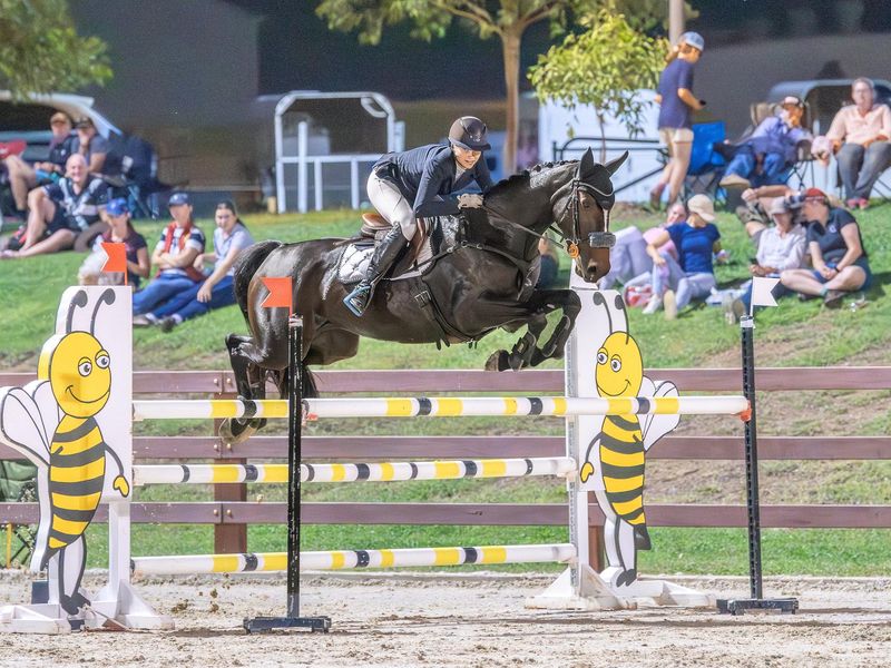 Ultimate 4* Eventer or Showjumper