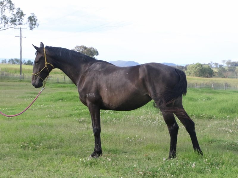 Don Index / Contendro's Bube broodmare