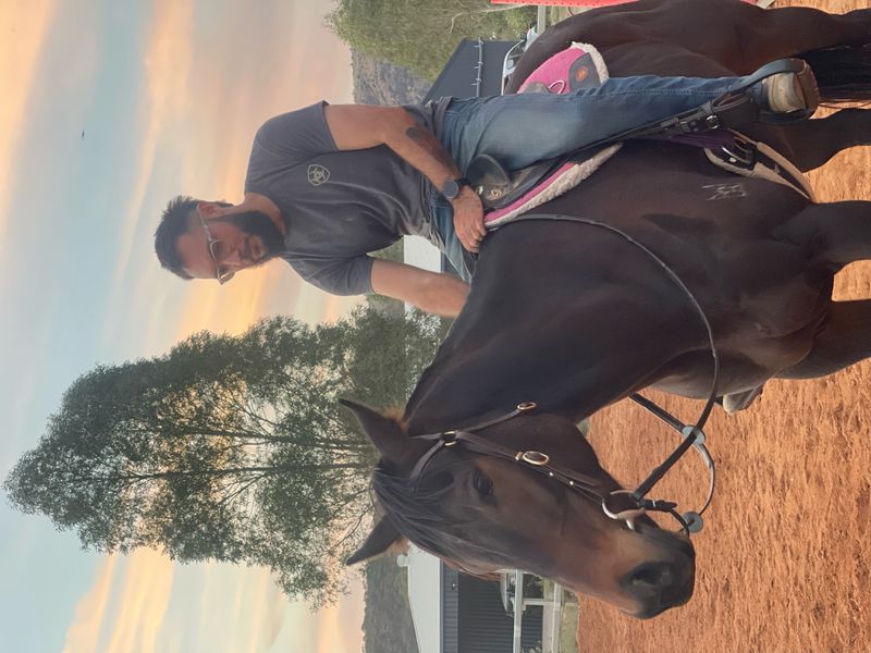 7yo Thoroughbred Gelding 