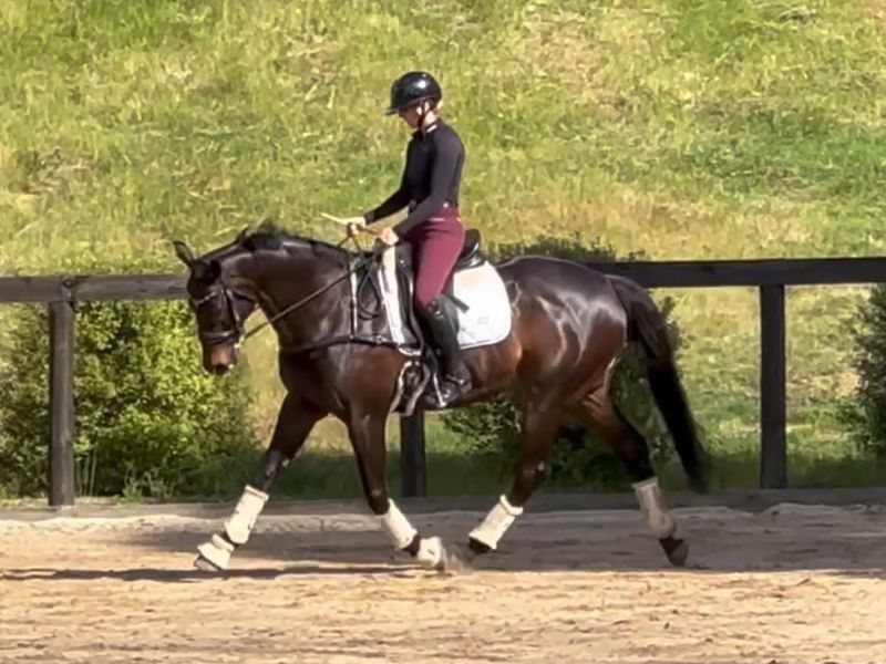 Brilliant allrounder- he can do it all! 