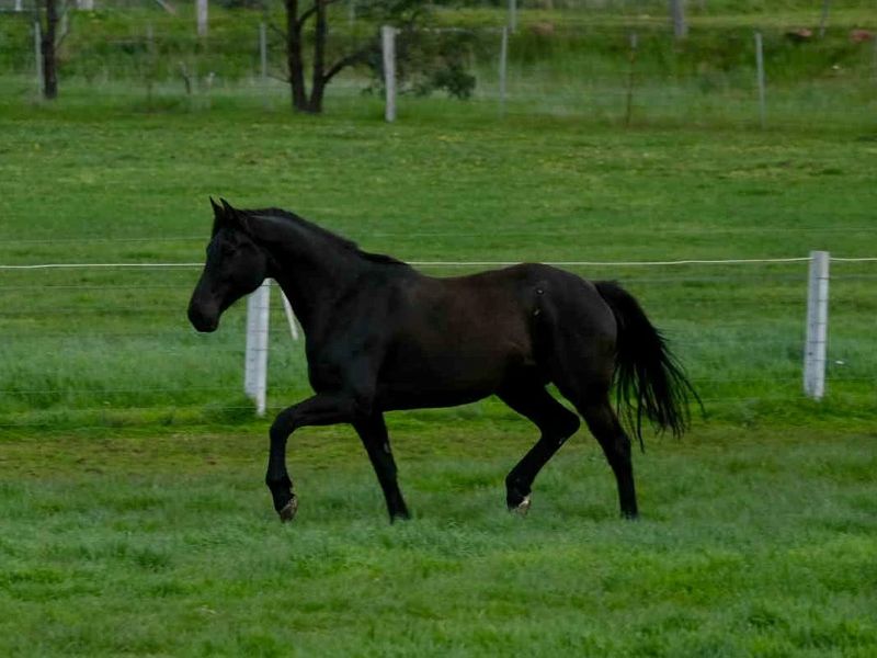 Desperados Mare HHSA rego broodmare