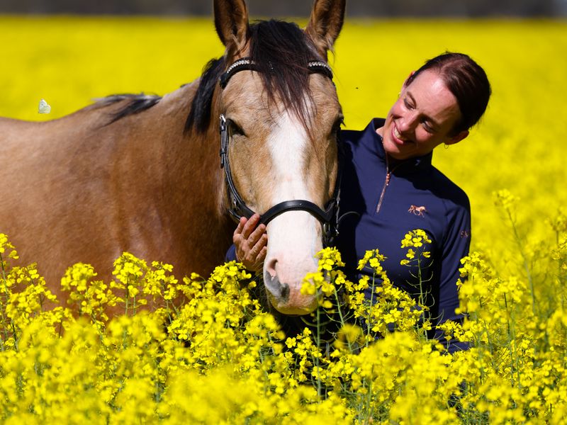 Buckskin Warmblood x ASH gelding 