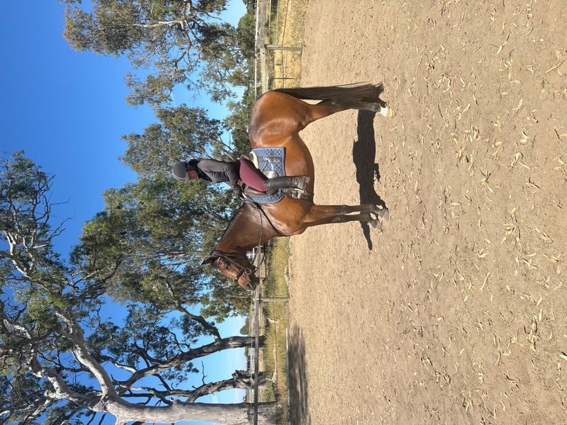 Mayfield Pzazz Filly Mare 