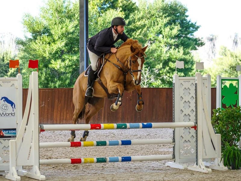 Competitive, careful & brave young horse