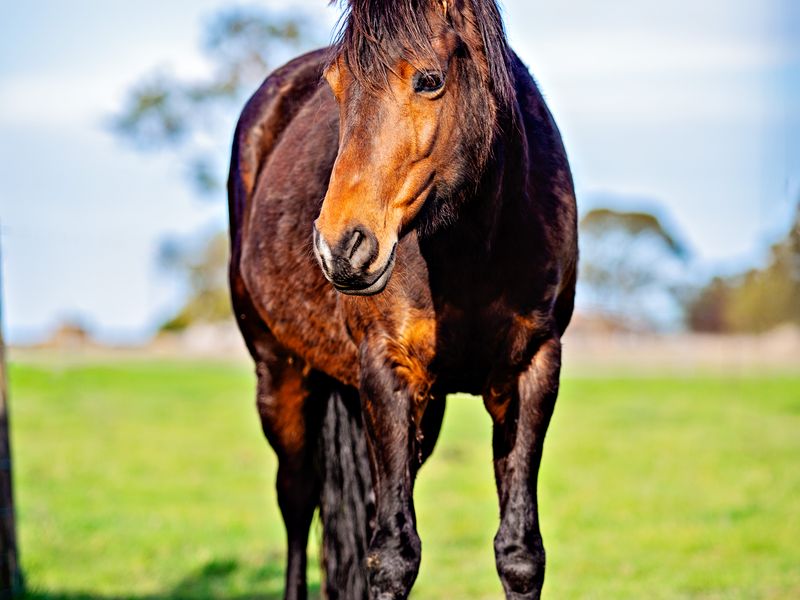 2 in 1 package | Part welsh in foal to GRP