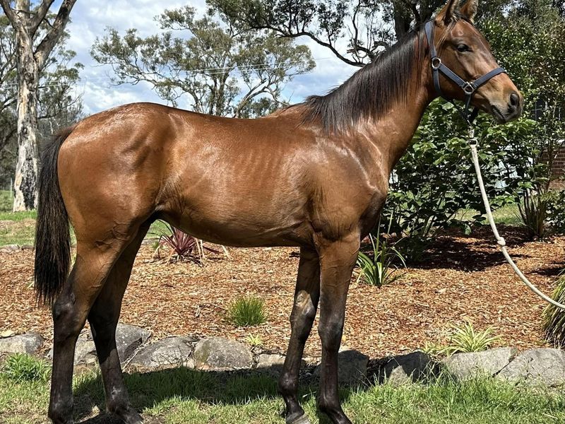 Yearling Gelding and Black WB Broodmare available