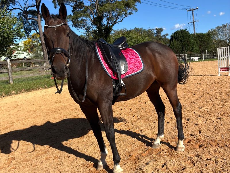 Perfect pleasure/trail riding horse 