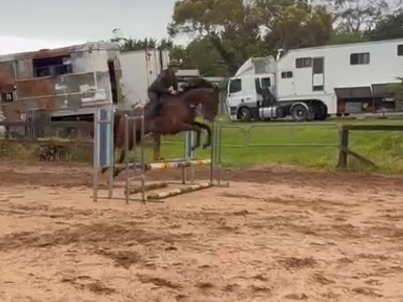 5 yo OTT Gelding
