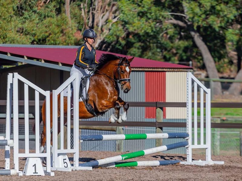 Top Pony With A Lot To Offer