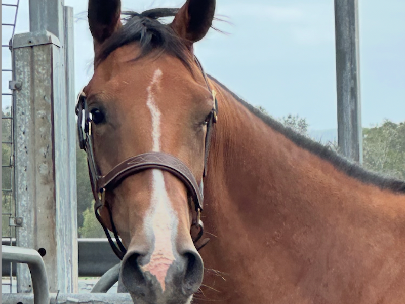 Classy Warmblood Filly
