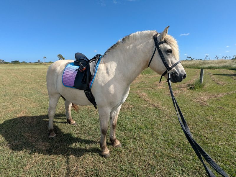 Fjord horse