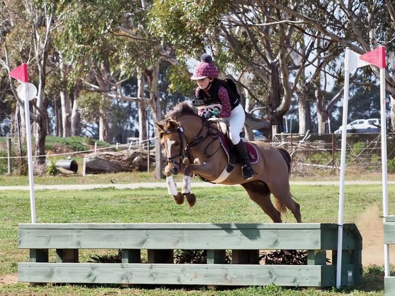 Ultimate Eventing/Showjumping Pony