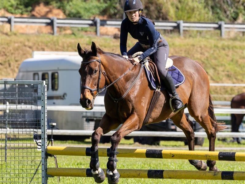 Ultimate Showjumping Schoolmaster