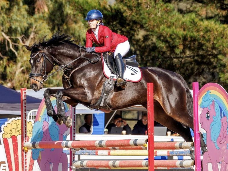 Stunning and talented show jumper