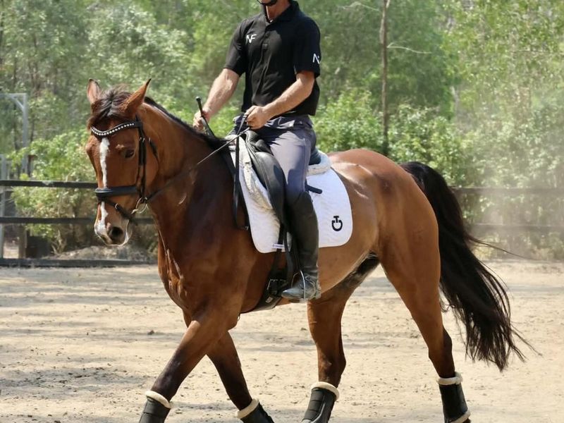 Lovely Dressage Warmblood