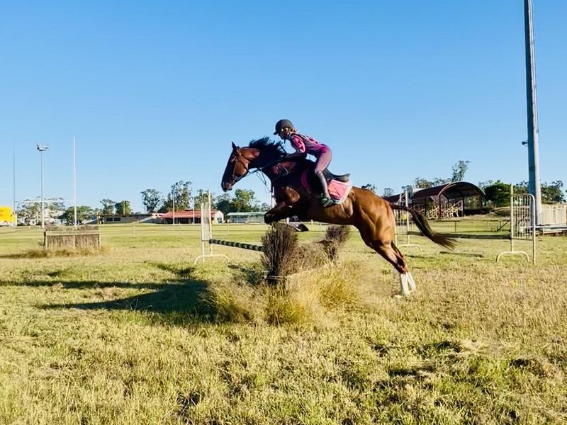 Blingy thoroughbred gelding