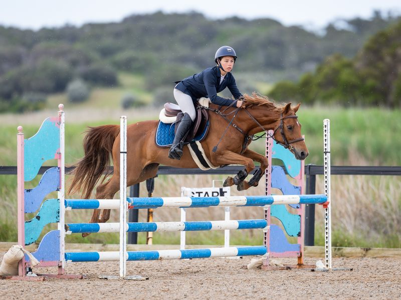 Imperial Topaz – 14hh Warmblood x Stockhorse, 15yo