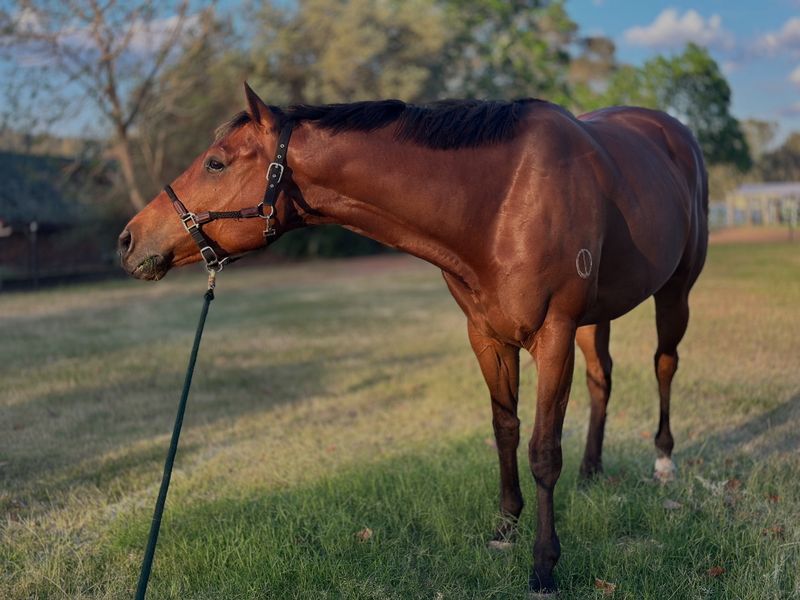 3yo 16.2h gelding by Dubious