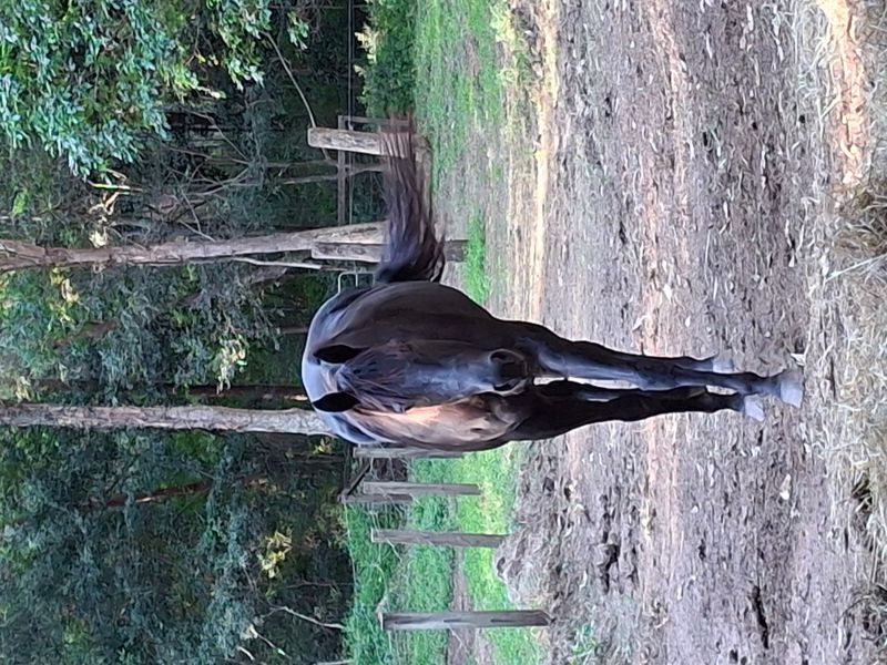 Stunning 16.3hh OTTB 5yr mare