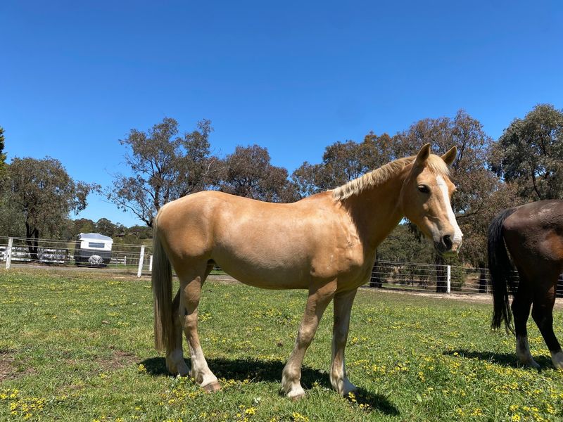 Gorgeous Palomino Welsh Cob Mare